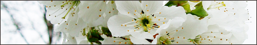 Tree Blossoms